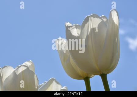 Julianadorp, pays-Bas. 7 mai 2021. Tulipes blanches en fleurs près de Julianadorp, aux pays-Bas. Photo de haute qualité. Angle bas. Gros plan. Banque D'Images