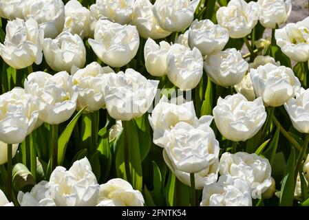 Julianadorp, pays-Bas. 7 mai 2021. Tulipes blanches en fleurs près de Julianadorp, aux pays-Bas. Photo de haute qualité. Angle bas. Gros plan. Banque D'Images