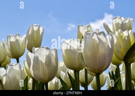 Julianadorp, pays-Bas. 7 mai 2021. Tulipes blanches en fleurs près de Julianadorp, aux pays-Bas. Photo de haute qualité. Angle bas. Gros plan. Banque D'Images