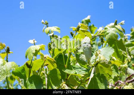 Jeunes branches de raisins avec bourgeons et pousses verts enflés. Périodes de végétation. Culture et soin des raisins. Banque D'Images