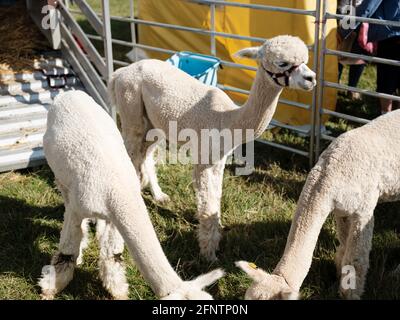 Alpacas au Melplash Agricultural Society Show au West Bay Show Grounds, Bridport, Dorset, Royaume-Uni, août 22, 2019. Banque D'Images