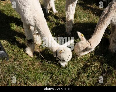 Alpacas au Melplash Agricultural Society Show au West Bay Show Grounds, Bridport, Dorset, Royaume-Uni, août 22, 2019. Banque D'Images