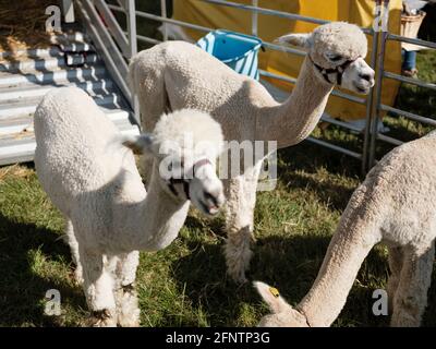 Alpacas au Melplash Agricultural Society Show au West Bay Show Grounds, Bridport, Dorset, Royaume-Uni, août 22, 2019. Banque D'Images