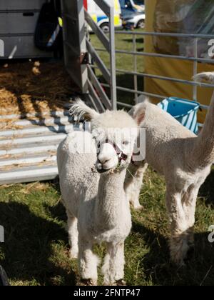 Alpacas au Melplash Agricultural Society Show au West Bay Show Grounds, Bridport, Dorset, Royaume-Uni, août 22, 2019. Banque D'Images