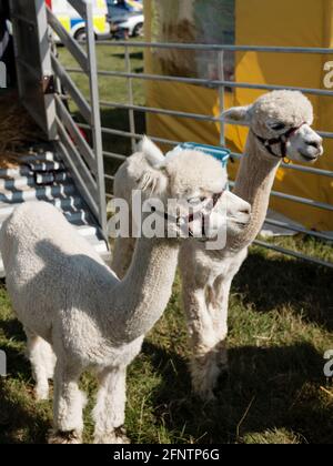 Alpacas au Melplash Agricultural Society Show au West Bay Show Grounds, Bridport, Dorset, Royaume-Uni, août 22, 2019. Banque D'Images