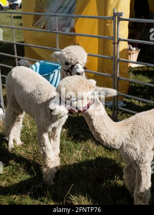 Alpacas au Melplash Agricultural Society Show au West Bay Show Grounds, Bridport, Dorset, Royaume-Uni, août 22, 2019. Banque D'Images