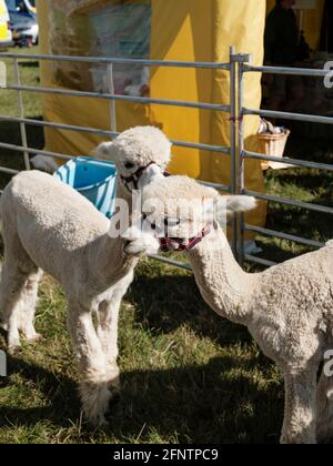 Alpacas au Melplash Agricultural Society Show au West Bay Show Grounds, Bridport, Dorset, Royaume-Uni, août 22, 2019. Banque D'Images