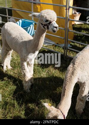 Alpacas au Melplash Agricultural Society Show au West Bay Show Grounds, Bridport, Dorset, Royaume-Uni, août 22, 2019. Banque D'Images