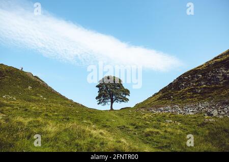 Northumberland UK: Sycamore Gap on Hadrien mur de près avec des couleurs vives (avec des gens dans la photo pour l'échelle) Banque D'Images