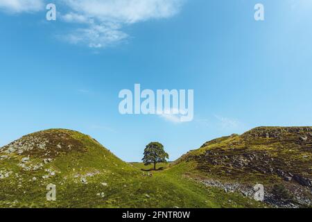 Northumberland UK: Sycamore Gap on Hadrien mur de près avec des couleurs vives (avec des gens dans la photo pour l'échelle) Banque D'Images