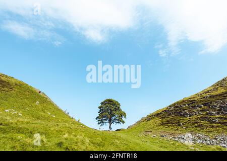 Northumberland UK: Sycamore Gap on Hadrien mur de près avec des couleurs vives (avec des gens dans la photo pour l'échelle) Banque D'Images