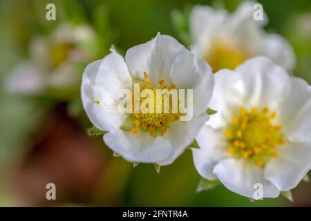 Macro photographie d'une fleur de fleurs de fraise. Banque D'Images