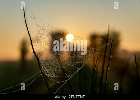 Belle photo fraîche de toile d'araignée avec des gouttes de rosée en début de matinée au lever du soleil. Toile d'araignée avec gouttes d'eau. Banque D'Images