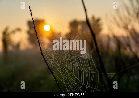 Belle photo fraîche de toile d'araignée avec des gouttes de rosée en début de matinée au lever du soleil. Toile d'araignée avec gouttes d'eau. Banque D'Images