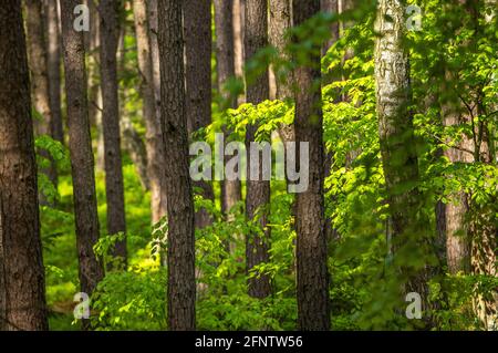 Magnifique forêt verte au printemps, forêt de hêtres et de sapins, forêt mixte, Bavière Allemagne Banque D'Images