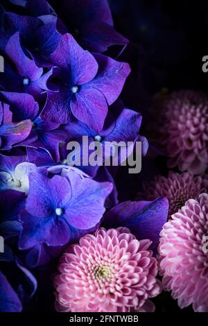 Fleurs de Dahlia rose en fleur avec bouquet de fleurs d'hortensia violet gros plan Banque D'Images