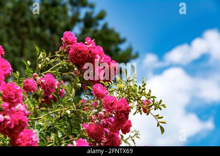 Bush od roses rouges fleurs sur fond bleu ciel. Roses en fleur Bush gros plan. Banque D'Images