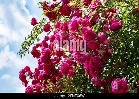 Bush od roses rouges fleurs sur fond bleu ciel. Roses en fleur Bush gros plan. Banque D'Images