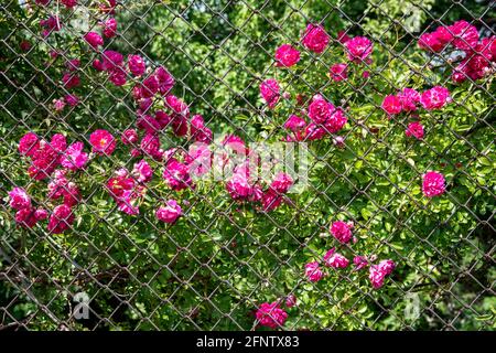 Bush od roses rouges fleurs sur fond bleu ciel. Roses en fleur Bush gros plan. Banque D'Images