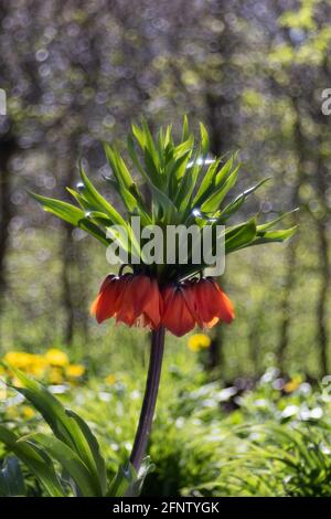 Couronne impériale avec fleurs orange et étamines visibles contre A. arrière-plan avec bulle de savon bokeh Banque D'Images