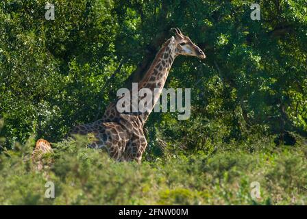 Jiraffa, Giraffa camelopardalis, dans l'environnement de la savane africaine, Parc national Kruger, Afrique du Sud. Banque D'Images