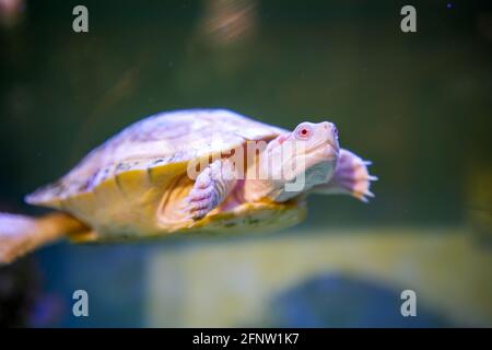 Gros plan de la tortue d'eau dans le réservoir de reproduction Banque D'Images