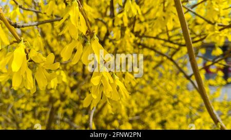 Fleurs de Forsythia jaunes au printemps gros plan.Forsythia × intermedia, ou border forsythia est un arbuste à feuilles caduques ornementales d'origine jardin. Banque D'Images