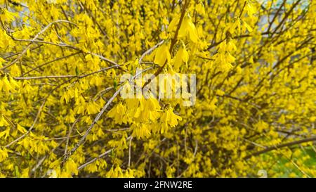 Forsythia fleurit devant avec de l'herbe verte et du ciel bleu. Cloche d'or, Border Forsythia. Banque D'Images