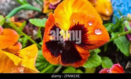 Gros plan d'une fleur en fer avec gouttes d'eau. Une pension de jardin est un type de grande fleur hybride qui est cultivé comme une fleur de jardin. Banque D'Images