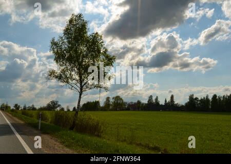 le bouleau solitaire avec des feuilles vertes sur le côté de l'autoroute et le soleil d'été brille. Ciel avec des cumulus blancs avant la pluie. Banque D'Images