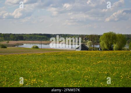 Champ de pissenlits jaunes dans une zone rurale avec un lac et un hangar en bois sous un ciel bleu nuageux. Banque D'Images
