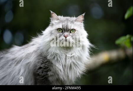 gris argent tabby british long hair chat en plein air dans le portrait de la nature regarder l'appareil photo Banque D'Images