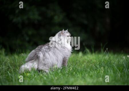tabby gris argent chat long de cheveux debout sur la prairie verte observer le jardin avec l'espace de copie Banque D'Images