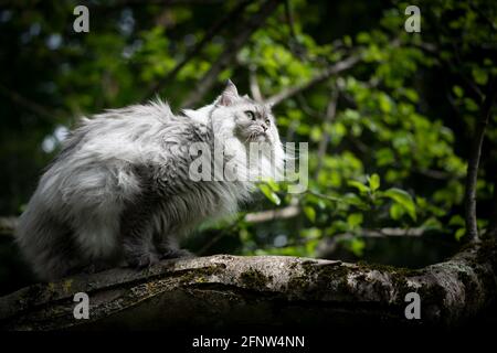 tabby gris argenté chat à poils longs britannique assis sur un arbre observation du jardin Banque D'Images