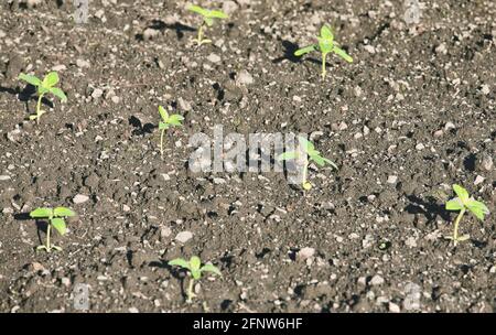 Jeunes plants de tournesol (Helianthus annuus) fraîchement plantés à l'extérieur. Concept de la nature, nourrir, élever, soins, printemps Banque D'Images