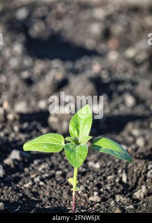 Gros plan de jeunes plants de tournesol (Helianthus annuus) en plein soleil. Concept d'entretien, nature, jardinage, croissance, soins, fragile Banque D'Images