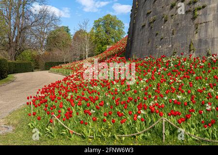 Une fois par an autour du mois de mai, le château d'Arundel, dans le West Sussex, accueille le festival de la tulipe où vous pouvez voir environ 60,000 tulipes dans les magnifiques jardins. Banque D'Images