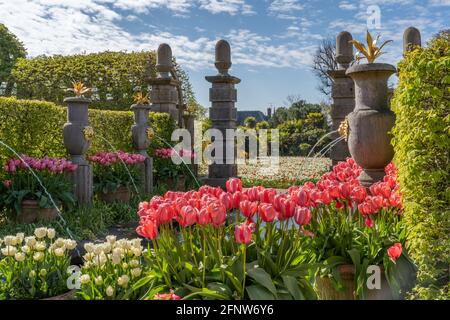 Une fois par an autour du mois de mai, le château d'Arundel, dans le West Sussex, accueille le festival de la tulipe où vous pouvez voir environ 60,000 tulipes dans les magnifiques jardins. Banque D'Images