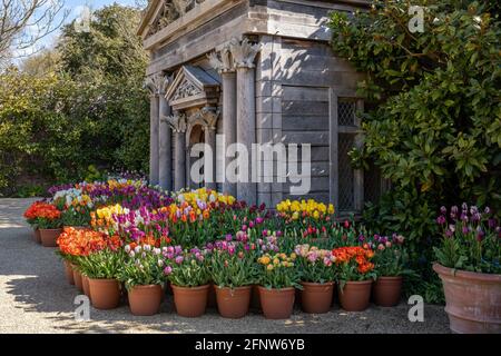 Une fois par an autour du mois de mai, le château d'Arundel, dans le West Sussex, accueille le festival de la tulipe où vous pouvez voir environ 60,000 tulipes dans les magnifiques jardins. Banque D'Images