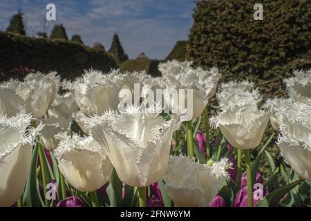 Une fois par an autour du mois de mai, le château d'Arundel, dans le West Sussex, accueille le festival de la tulipe où vous pouvez voir environ 60,000 tulipes dans les magnifiques jardins. Banque D'Images