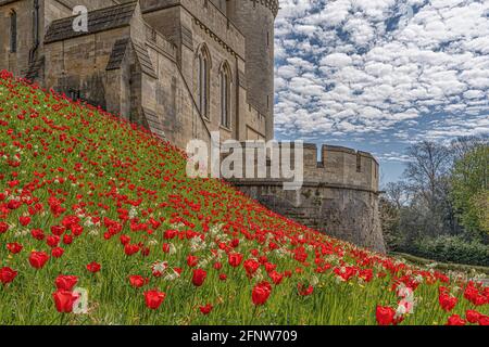 Une fois par an autour du mois de mai, le château d'Arundel, dans le West Sussex, accueille le festival de la tulipe où vous pouvez voir environ 60,000 tulipes dans les magnifiques jardins. Banque D'Images