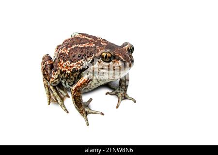 Grenouille brune commune européenne isolée sur fond blanc. Image de gros plan Rana temporaria. Banque D'Images