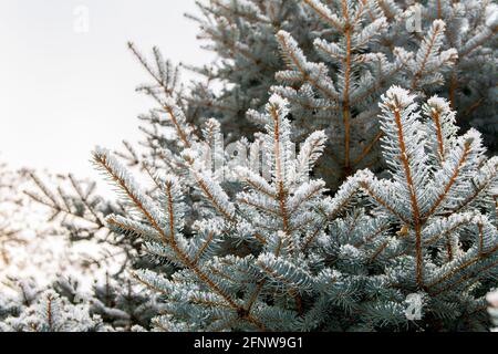 Branche d'épinette avec neige blanche. Épinette d'hiver dans le gel. Couche de neige sur les branches de l'épinette avec du givre. Branches de sapin de con Banque D'Images