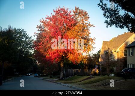 Arbre Autum aux couleurs vives, juste comme la lumière du matin Il le frappe dans le quartier résidentiel américain avec drapeau des États-Unis sur place Banque D'Images