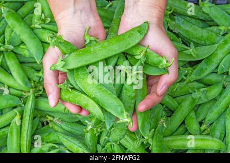 Les mains d'un fermier montrent un ensemble de fraîchement Pois récoltés de la variété 'pois lacrymal' dans le nord de l'Espagne Banque D'Images