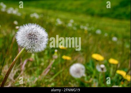 Gros plan d'une tête de fleur de pissenlit avec ses graines prêt à souffler dans le vent Banque D'Images