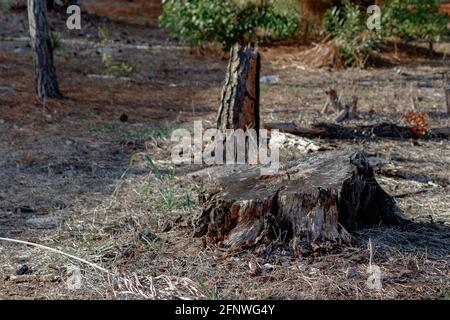 Souche d'arbre avec autre pin coupé et sous-brosse située dans University Woodlands Park à Boca Raton, Floride, près des Everglades Et la plage Banque D'Images