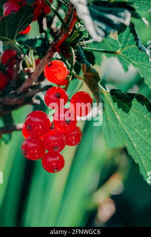 Cassis. Brousse de baies dans la nature. Cassis avec baies sur les branches. Banque D'Images
