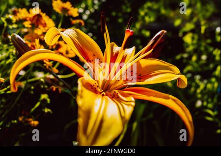 Un lys jaune vif et magnifique. Définit l'ambiance estivale. Une fleur vive. Beauté naturelle. Banque D'Images