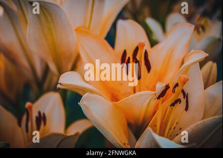 Le nénuphar beige est une variété rare qui pousse dans le jardin d'été. Abstraction florale. Fond floral. Gros plan. Heure d'été de l'année. Banque D'Images